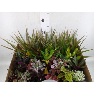 Planten  ..mix