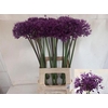Allium Purper Sensation
