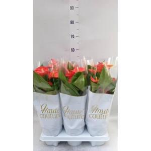 Anthurium andr. 'Sierra Orange'
