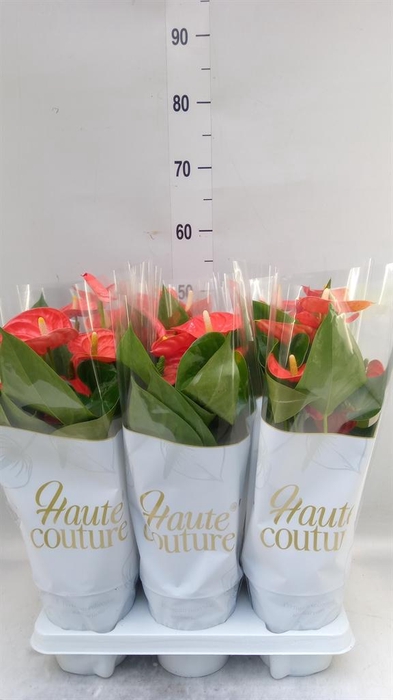 <h4>Anthurium andr. 'Sierra Orange'</h4>