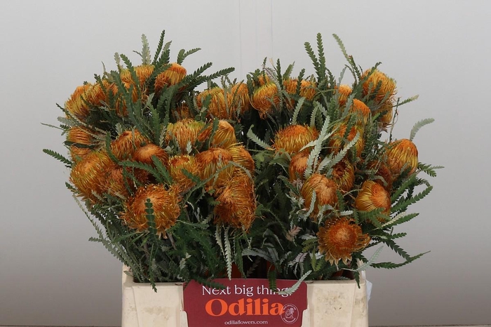 <h4>Banksia Dryandra</h4>