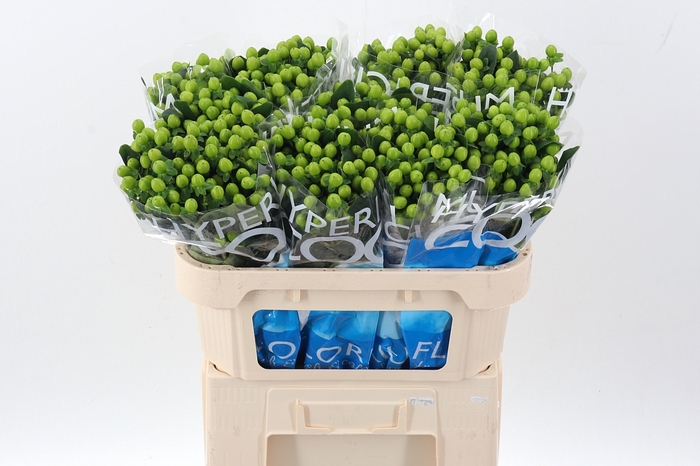 <h4>Hyp Coco Bamboo</h4>