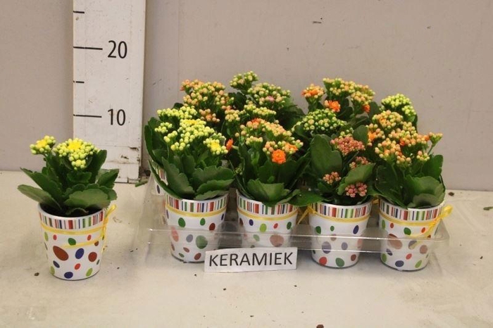 <h4>ARR KALANCHOE</h4>