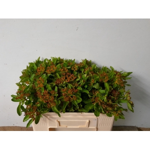 SEDUM OV