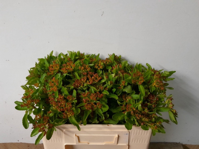 <h4>SEDUM OV</h4>