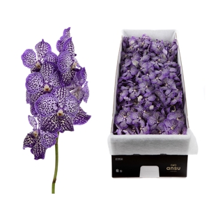 Vanda Sunanda Royal Purple X16