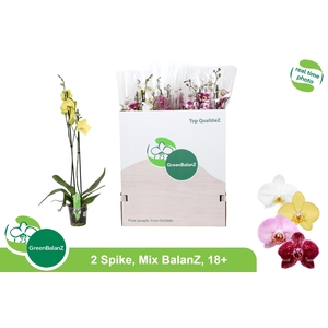 PHAL GEM