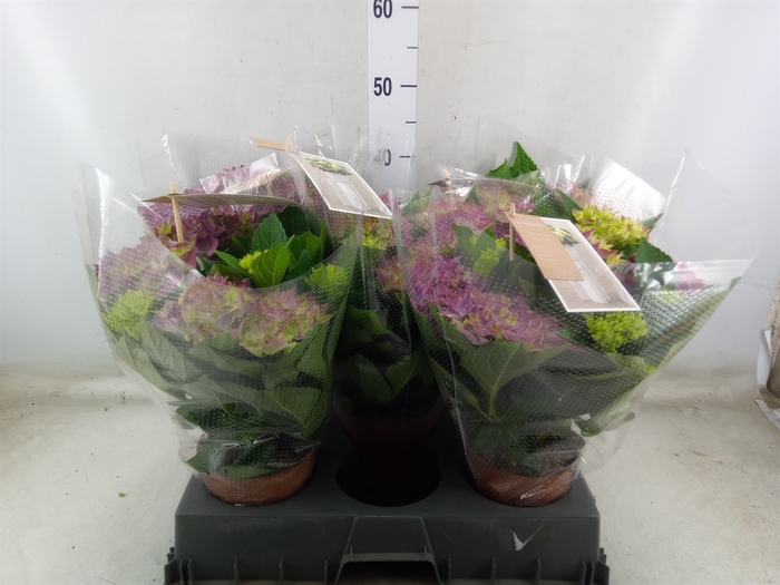 <h4>Hydrangea mac. 'Hi Ocean'</h4>