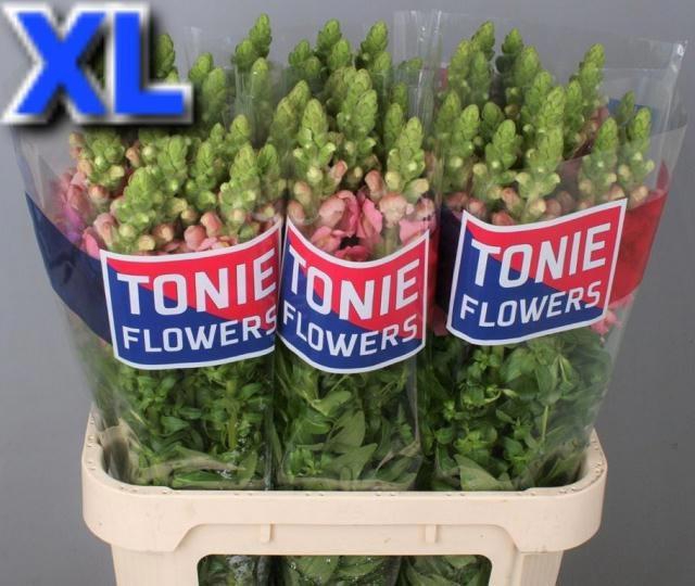 <h4>ANTIR MARYLAND PINK</h4>