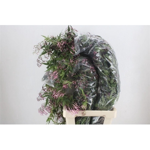 Jasmijn Ranken P Bunch