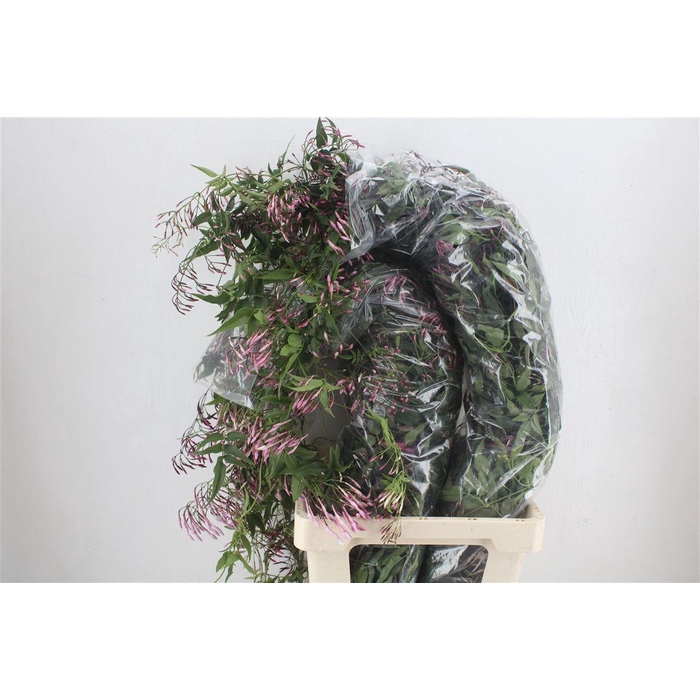 <h4>Jasmijn Ranken P Bunch</h4>