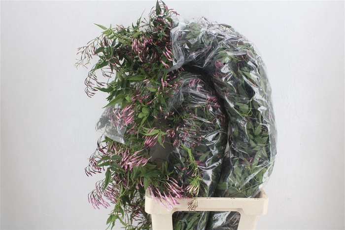 <h4>Jasmijn Ranken P Bunch</h4>