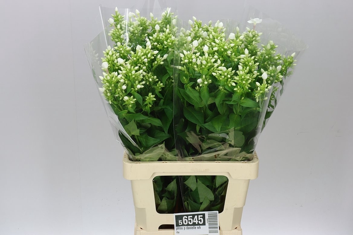 <h4>Phlox P Danielle White</h4>