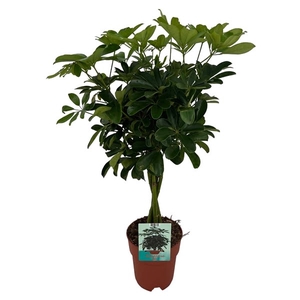 Schefflera Compacta gevlochten stam