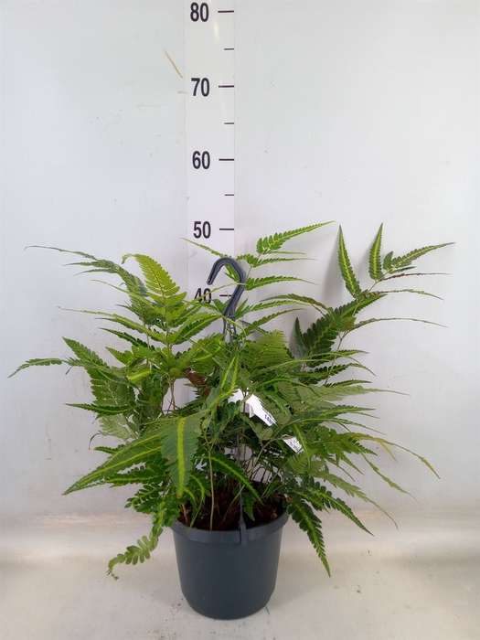 <h4>Arachniodes aristata 'Variegata'</h4>