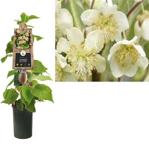 Actinidia deliciosa 'Atlas' +3.0 label