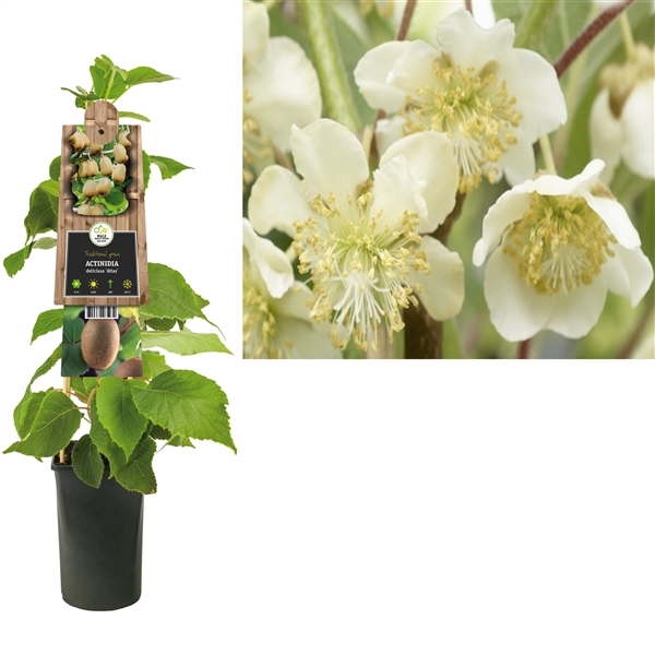 <h4>Actinidia deliciosa 'Atlas' +3.0 label</h4>