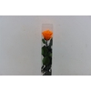 Ro Pres Stem 50cm Orange