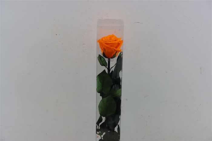 Ro Pres Stem 50cm Orange