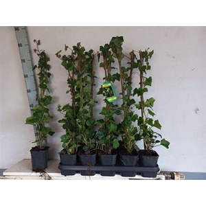 Hede Hibernica Outdoor