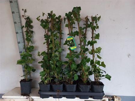 <h4>Hede Hibernica Outdoor</h4>