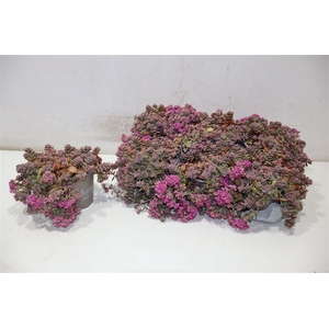 Sedum Cy Sachalin