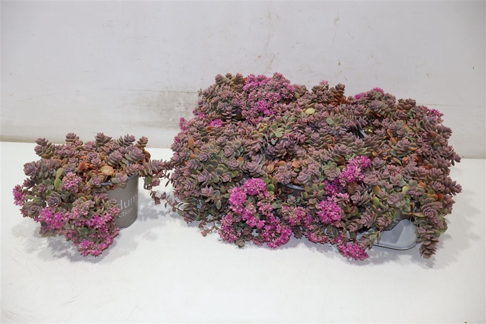 <h4>Sedum Cy Sachalin</h4>