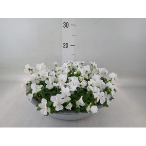 Viola corn. 'Deltini True White'
