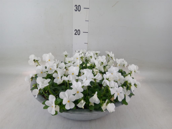 <h4>Viola corn. 'Deltini True White'</h4>