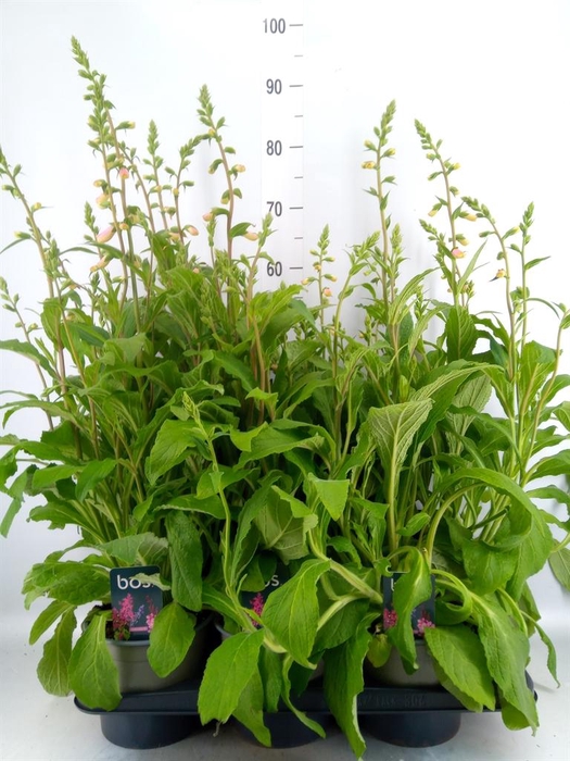 <h4>Digitalis purp. 'Hanabee Rose'</h4>