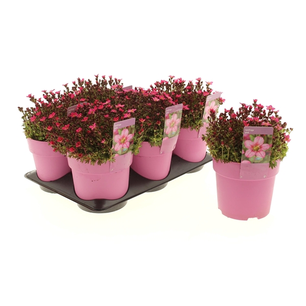 <h4>Saxifraga Touran Pink</h4>