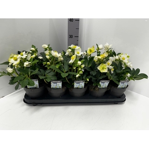 Helleborus niger 12Ø 25cm 4fl