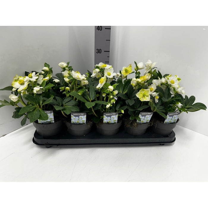 <h4>Helleborus niger 12Ø 25cm 4fl</h4>