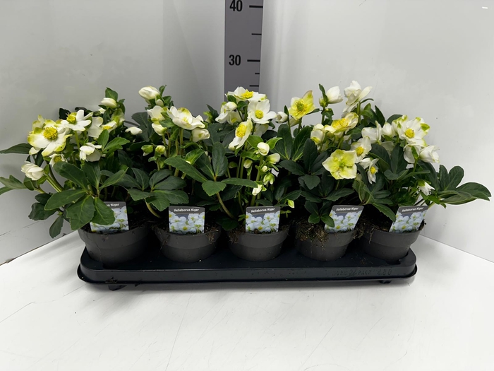 Helleborus niger 12Ø 25cm 4fl