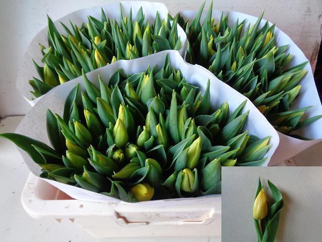 <h4>TU EN STRONG GOLD</h4>