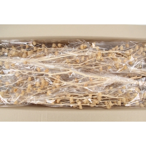 DF Lavatera Bs Bleached 120g