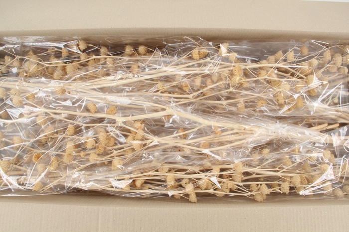 <h4>DF Lavatera Bs Bleached 120g</h4>