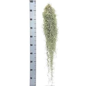 TILL USNEOIDES