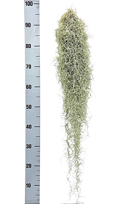 <h4>TILL USNEOIDES</h4>