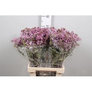 Syr V Dark Koster 2+