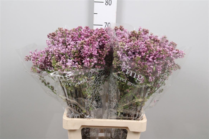 <h4>Syr V Dark Koster 4+</h4>