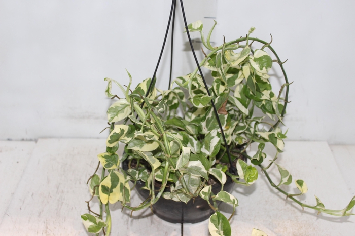 <h4>JIBOIA NJOY C21</h4>