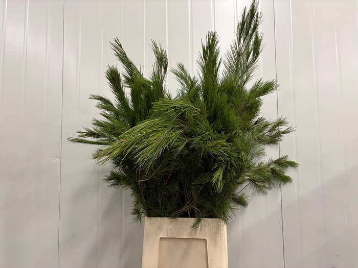 <h4>PINUS STROBUS</h4>