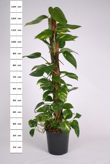 Epipremnum pinnatum mosstok 24Ø 120cm