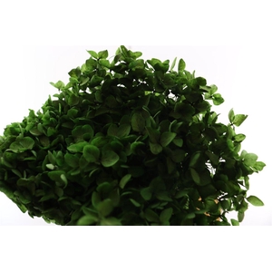 Pres Hydrangea Olive Green Bunch