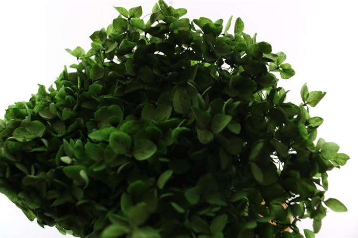 Pres Hydrangea Olive Green Bunch