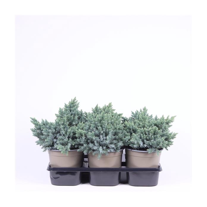 <h4>Juniperus squamata 'Blue Star'</h4>