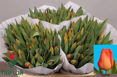 <h4>Tu En Lalibela</h4>