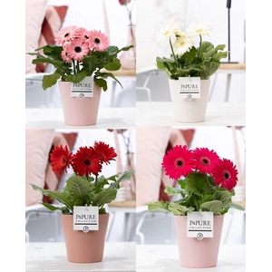 Gerbera belicht 2+ in Pure Ruby 3 ass. keramiek