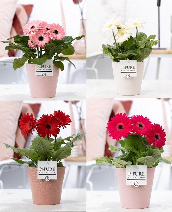 <h4>Gerbera belicht 2+ in Pure Ruby 3 ass. keramiek</h4>